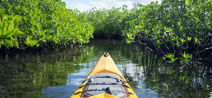 Mangrove Canoe Adventure